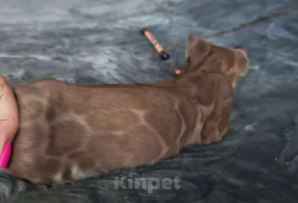 Кошки в Краснодаре: Шикарная угольная девочка минк Девочка, Бесплатно - фото 4