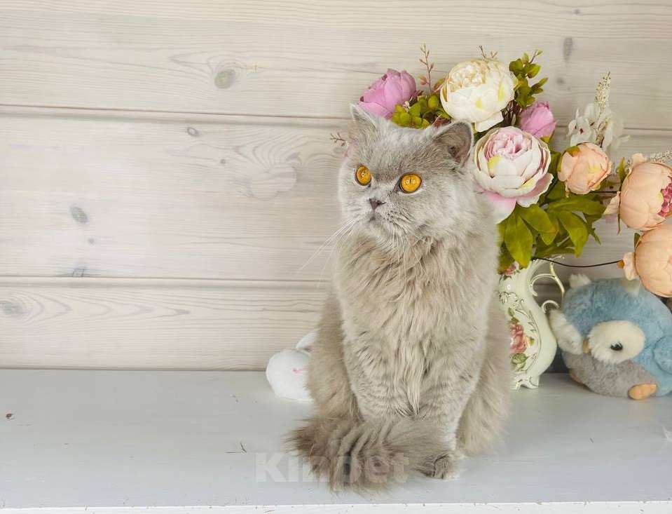 Кошки в других городах Ленинградской области: Молодая длинношерстная кошечка Девочка, 1 000 руб. - фото 1