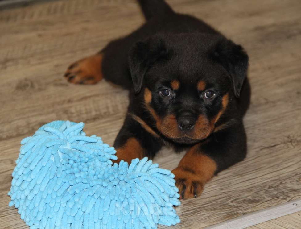 Собаки в Нижнем Новгороде: Щенки ротвейлера Девочка, 60 000 руб. - фото 2