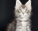 Кошки в других городах Московской области: Кокетка в серебряной шубке Девочка, 30 000 руб. - фото 3