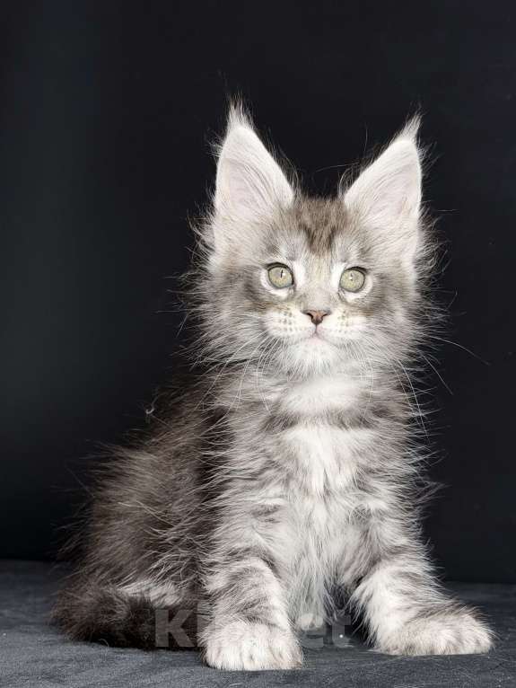 Кошки в других городах Московской области: Кокетка в серебряной шубке Девочка, 30 000 руб. - фото 3