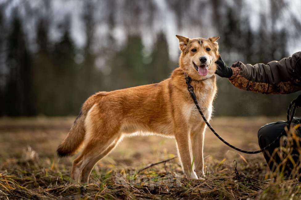 Собаки в Клине: Рико — пёс, созданный для людей Мальчик, Бесплатно - фото 1