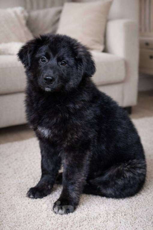 Собаки в Москве: шикарные щенки метисы овчарки в дар Мальчик, Бесплатно - фото 1