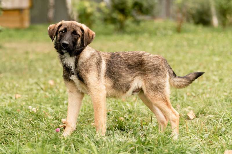 Собаки в Москве: Щенки метисы овчарки в добрые руки Мальчик, Бесплатно - фото 4