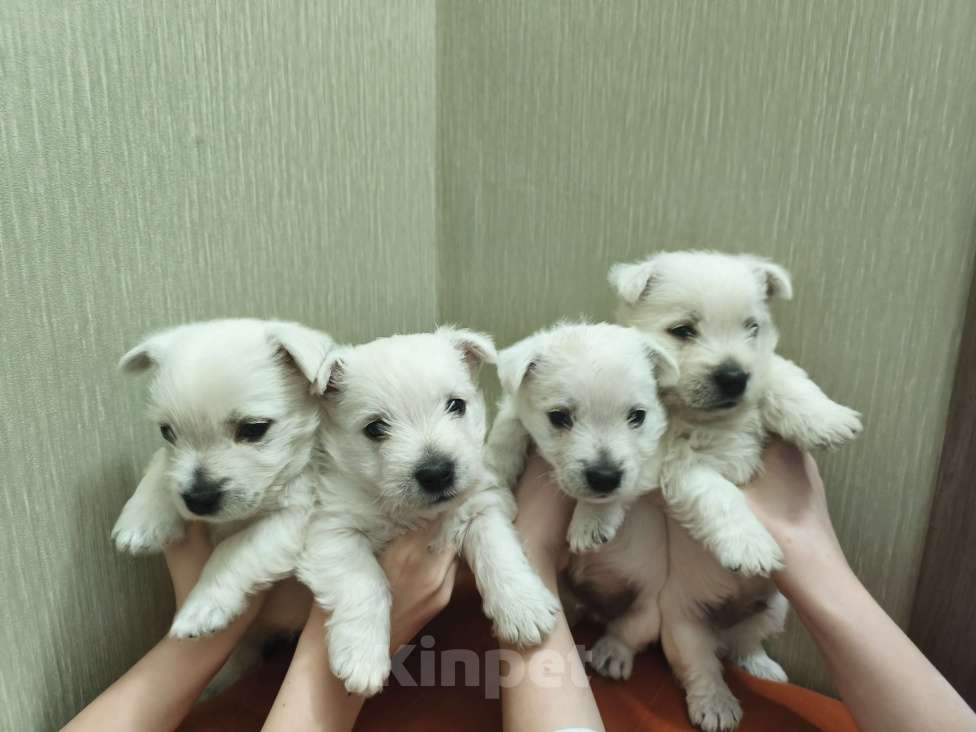 Собаки в Санкт-Петербурге: Вест-Хайлен-Вайт-Терьер Разнополые, 65 000 руб. - фото 1