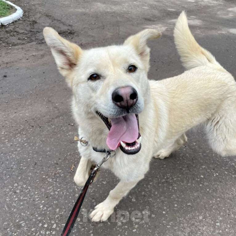 Собаки в Москве: Реми Мальчик, Бесплатно - фото 2