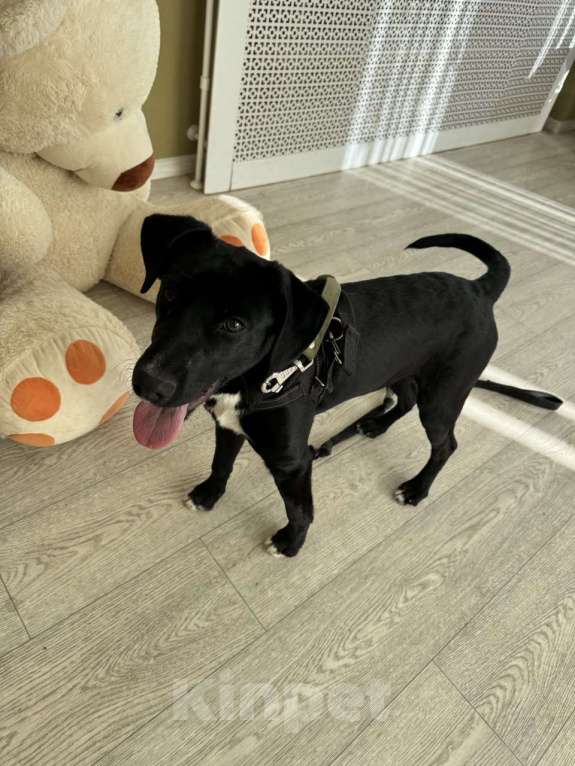 Собаки в Москве: Щенок бесплатно в Москве Мальчик, Бесплатно - фото 8