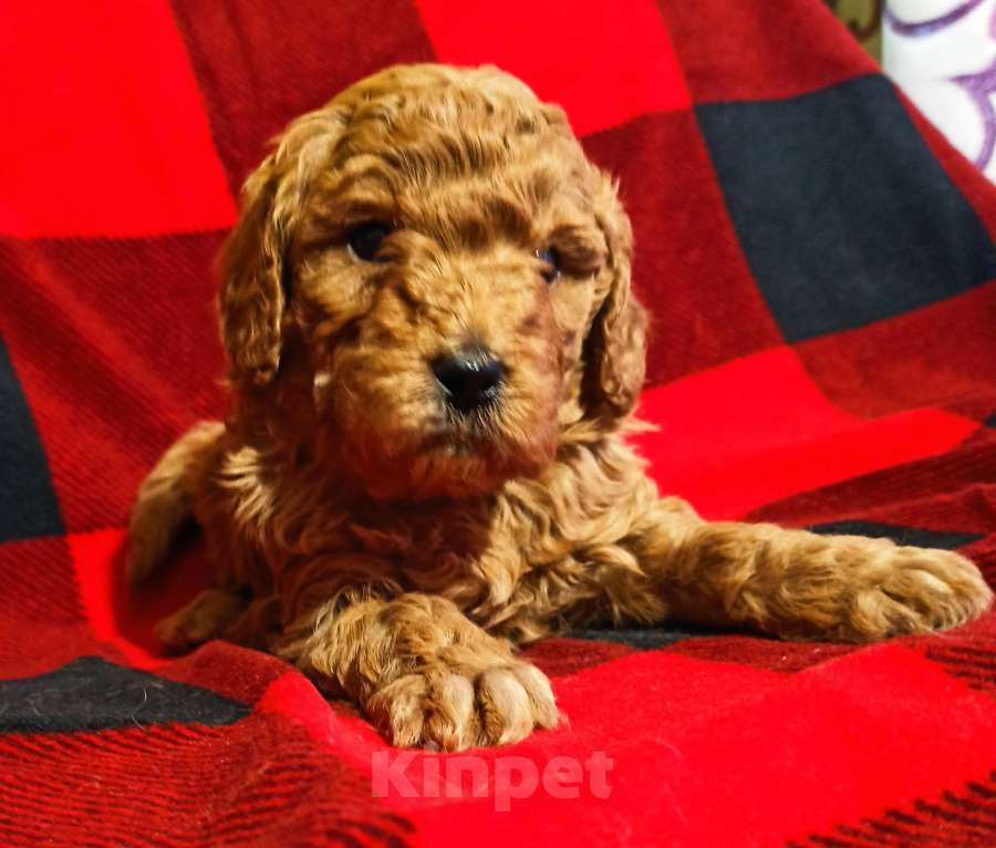 Собаки в Уфе: Пудель средний  Девочка, Бесплатно - фото 2