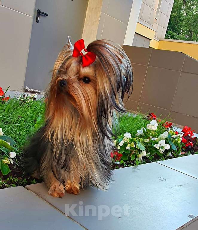 Собаки в Москве: МИНИ МАЛЬЧИК РКФ Мальчик, 45 руб. - фото 2