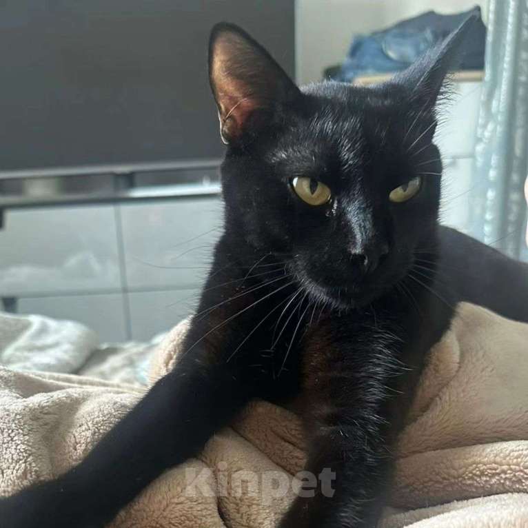 Кошки в Москве: Багиру никто не замечает Девочка, Бесплатно - фото 3