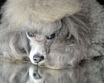 Собаки в Новороссийске: Той пудель серебро Мальчик, 1 руб. - фото 2
