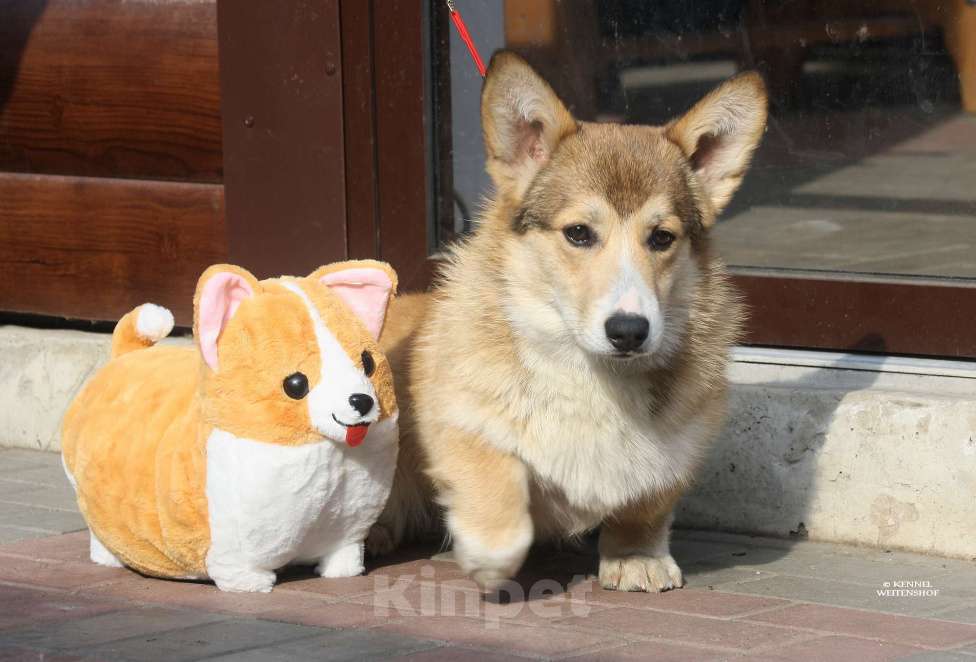 Собаки в Москве: Щенок вельш корги мальчик. Мальчик, 40 000 руб. - фото 6