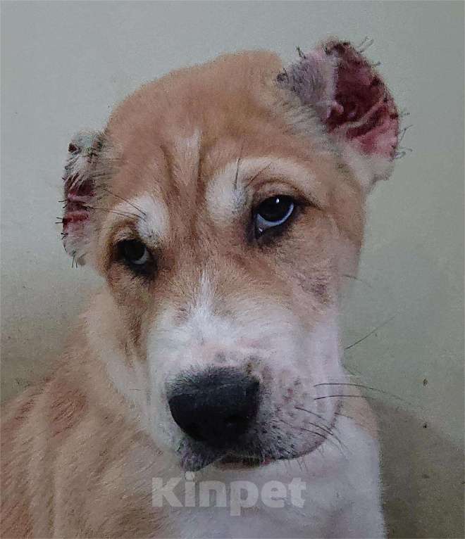 Собаки в других городах Пензенской области: Среднеазиатская овчарка, щенок Мальчик, 20 000 руб. - фото 3