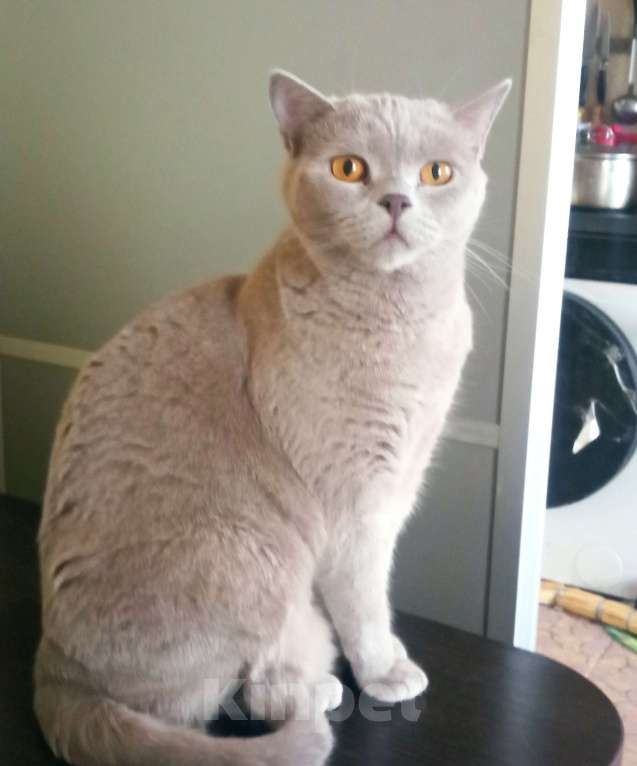 Кошки в Москве: Шотландский прямоухий Мальчик, 7 000 руб. - фото 2