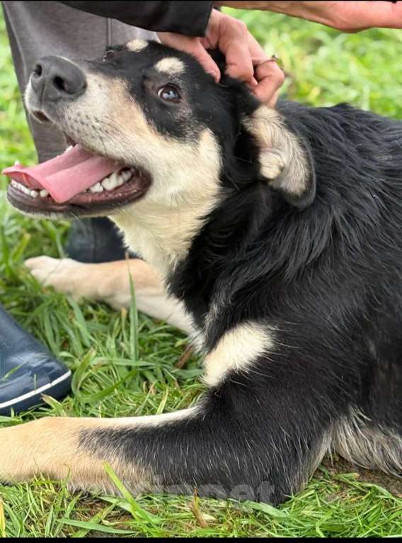 Собаки в Истре: Молодая красивая умная собака ищет дом и добрую семью Девочка, Бесплатно - фото 3