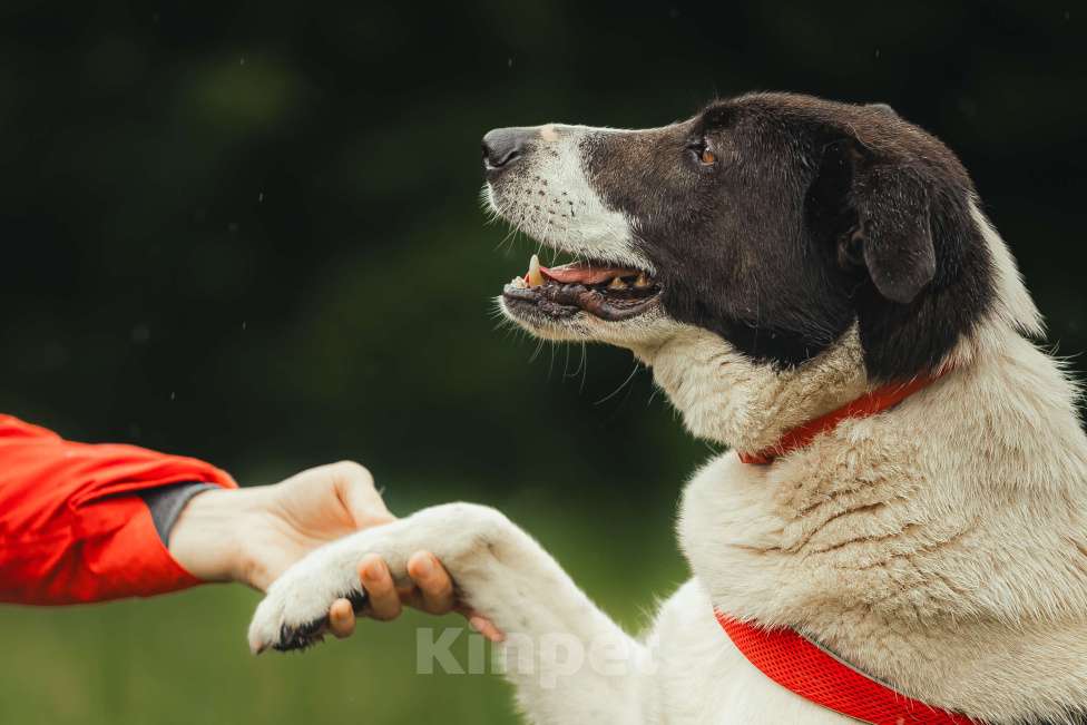 Собаки в Москве: Элли ищет дом Девочка, Бесплатно - фото 5