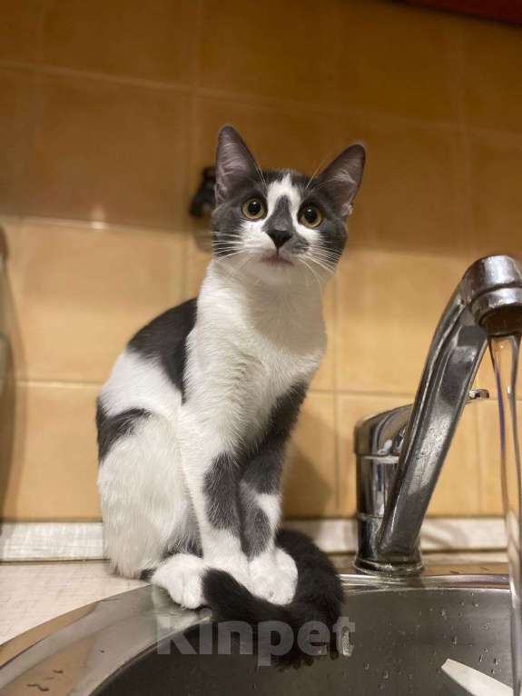 Кошки в Москве: Смешная девчонка  - котенок Зефирка, 3 месяца Девочка, Бесплатно - фото 6