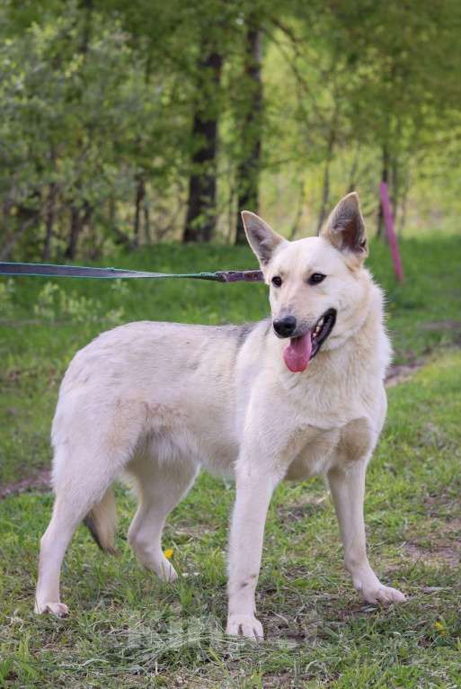 Собаки в Подольске: Хлое нужен дом Девочка, Бесплатно - фото 2