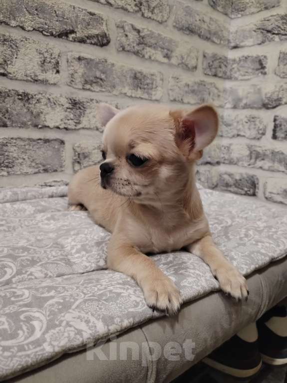 Собаки в Москве: Чихуахуа мальчик РКФ  Мальчик, 90 000 руб. - фото 9