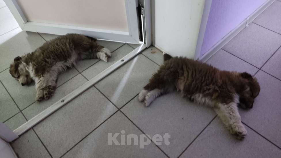 Собаки в других городах Самарской области: Щенки Мальчик, Бесплатно - фото 3