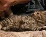 Кошки в Бологом: Персидская, 500 руб. - фото 5