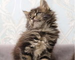 Кошки в Моздоке: Мейн-кун, 17 000 руб. - фото 6