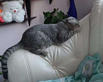 Кошки в Ленинске: Котята, 3 000 руб. - фото 4