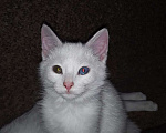Кошки в Санкт-Петербурге: Продаются котики-крысоловы породы "Турецкий Ван" с голубыми или янтарными глазами Мальчик, 25 000 руб. - фото 7