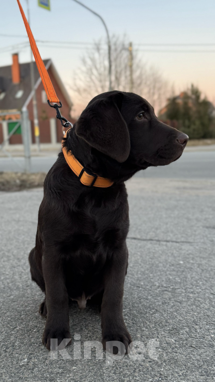 Собаки в Санкт-Петербурге: Атлант  Мальчик, 50 000 руб. - фото 2