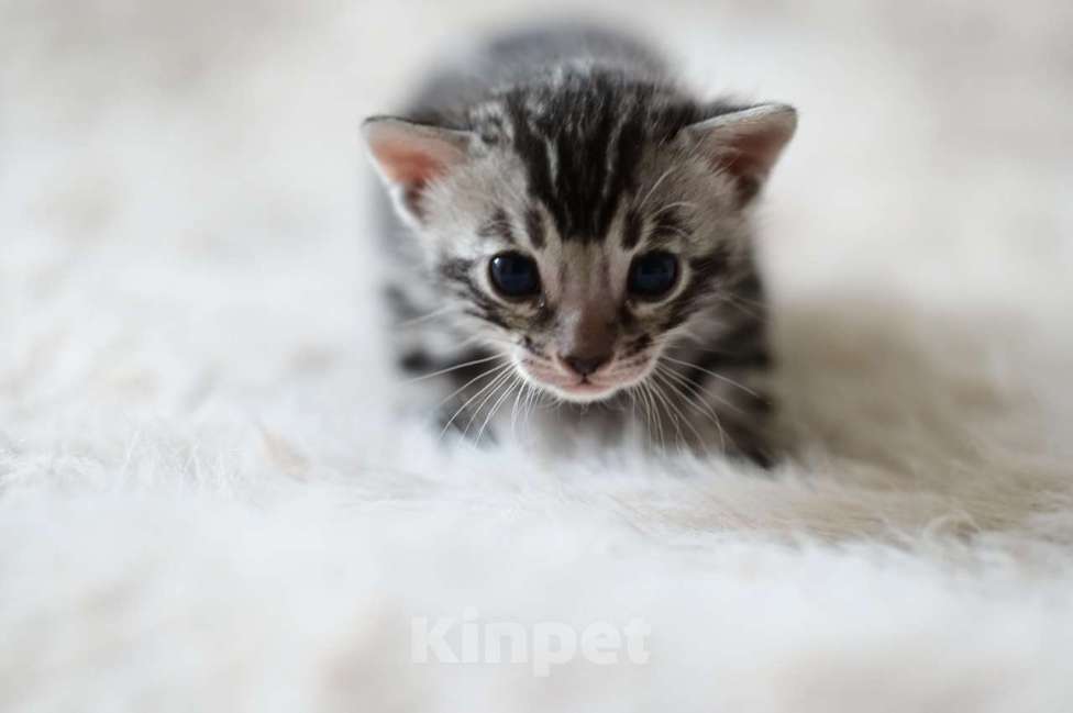 Кошки в Ивантеевке: D001 Девочка, 70 000 руб. - фото 2