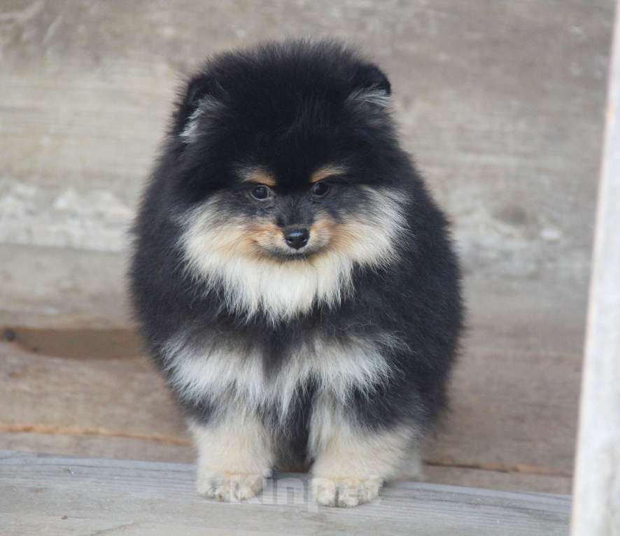 Собаки в Раменском: Мальчик шпица Мальчик, 40 000 руб. - фото 3