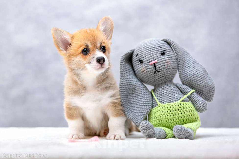 Собаки в Москве: Щенки вельш корги пемброк Девочка, 55 000 руб. - фото 8