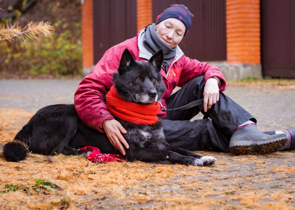 Собаки в Москве: Собака из приюта в добрые руки Мальчик, Бесплатно - фото 6
