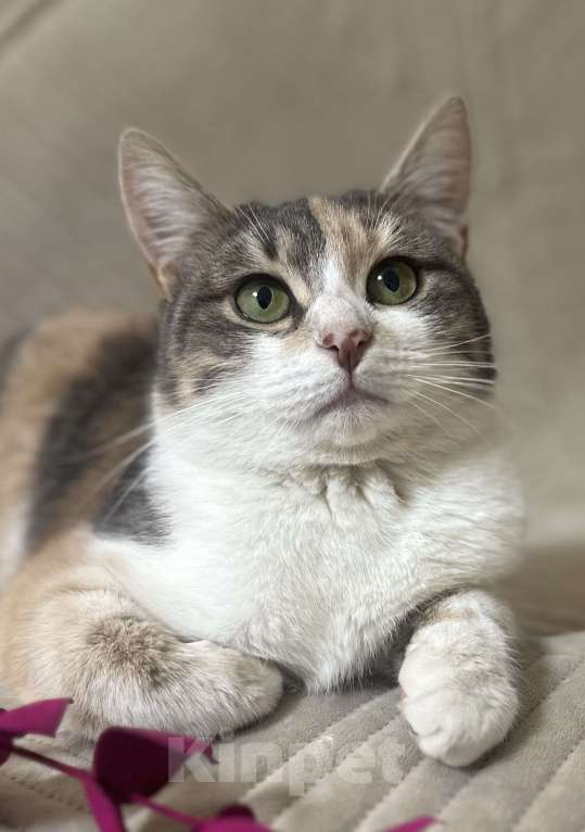 Кошки в Москве: Сладкая Карамелька в дар  Девочка, Бесплатно - фото 2