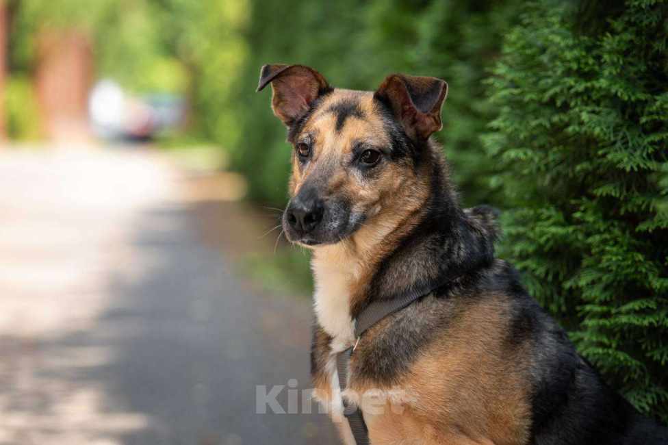 Собаки в Москве: Пес Рио ищет дом Мальчик, Бесплатно - фото 3