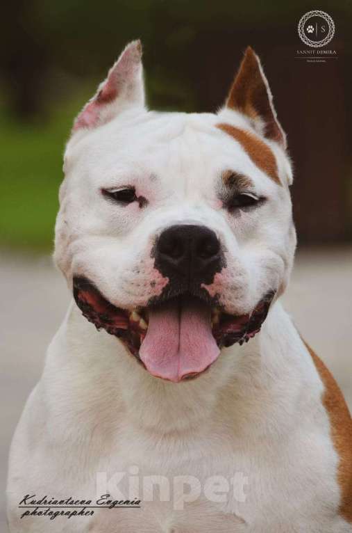 Собаки в Новочеркасске: Вязка Мальчик, Бесплатно - фото 1