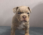 Собаки в Севастополе: Американский булли Девочка, 130 руб. - фото 4