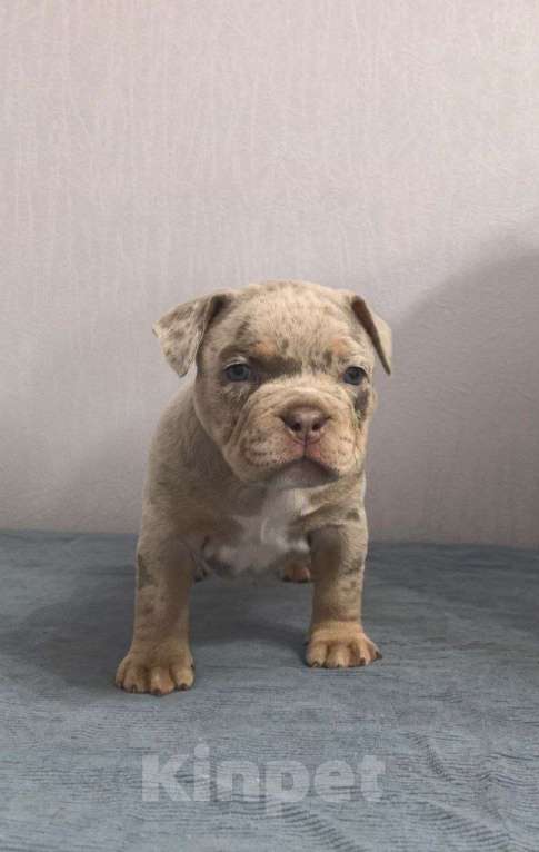 Собаки в Севастополе: Американский булли Девочка, 130 руб. - фото 4