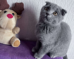 Кошки в Краснодаре: Шотландская Вислоухая кошечка  Девочка, 2 500 руб. - фото 3