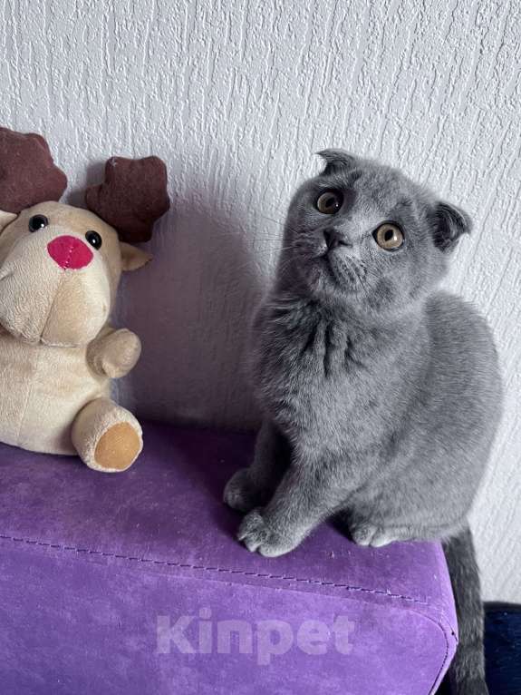 Кошки в Краснодаре: Шотландская Вислоухая кошечка  Девочка, 2 500 руб. - фото 3