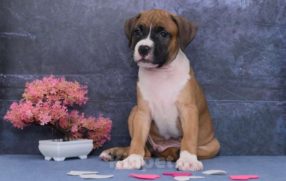 Собаки в Санкт-Петербурге: Супер яркий мальчик амстаффа Мальчик, 1 руб. - фото 9
