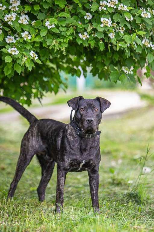Собаки в Москве: Молодой кобель породы алано эспаньол Донни ищет дом Мальчик, Бесплатно - фото 6