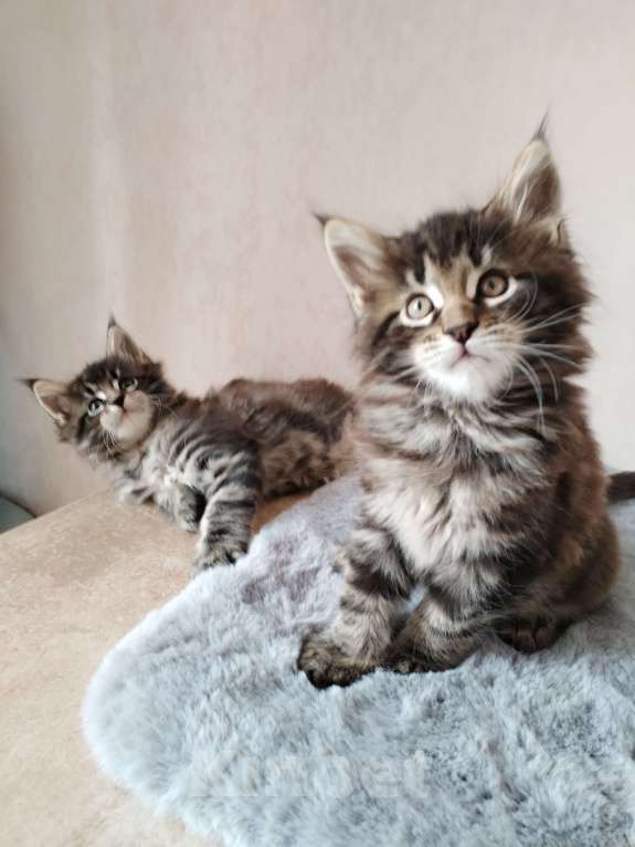 Кошки в Новосибирске: Мейн-кун с документами.  Мальчик, 40 000 руб. - фото 2