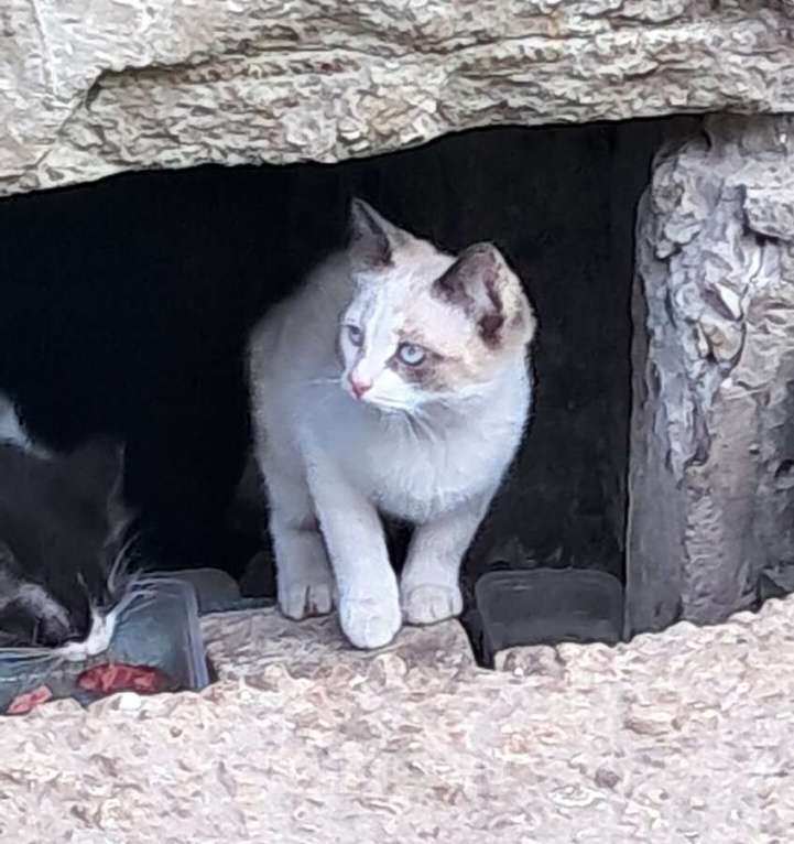 Кошки в Ковровом: Вася, Мусенька и Мурзичек ждут своих хозяев. Мальчик, Бесплатно - фото 6