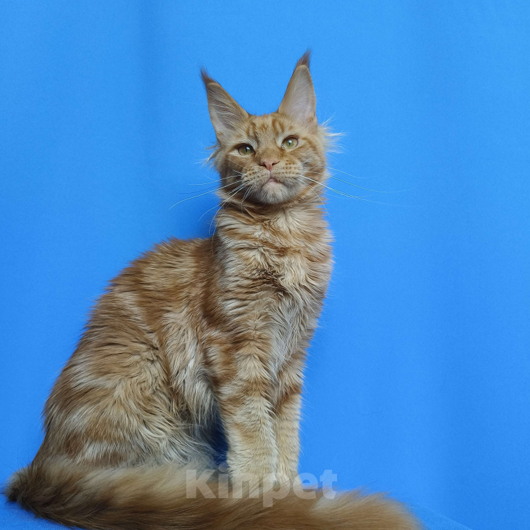 Кошки в Москве: Котёнок Мейн - Кун из питомника Мальчик Мальчик, 60 000 руб. - фото 8