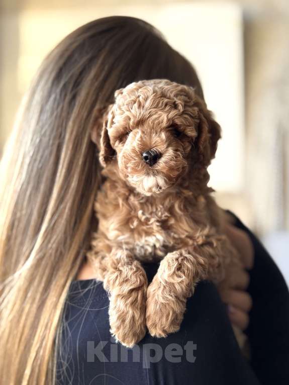 Собаки в Сочи: Мальтипу щенок Мальчик, 120 000 руб. - фото 5