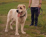 Собаки в Видном: Алабай Джек, 6 лет Мальчик, Бесплатно - фото 8