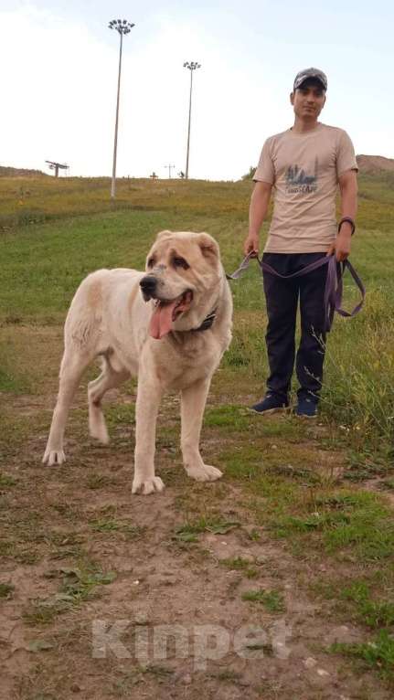 Собаки в Видном: Алабай Джек, 6 лет Мальчик, Бесплатно - фото 8