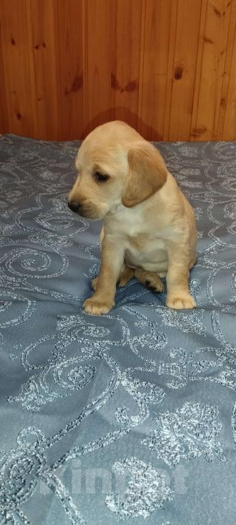 Собаки в других городах Владимирской области: Метис лабрадора и русского охотничьего спаниеля  Девочка, 5 000 руб. - фото 3