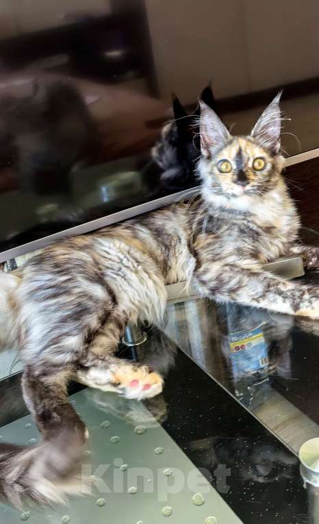 Кошки в Краснодаре: ОЛИВИЯ Девочка, 45 000 руб. - фото 4